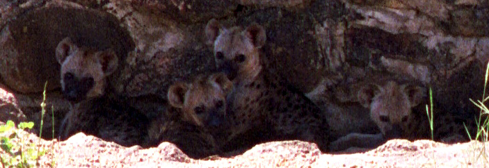 hyena cubs