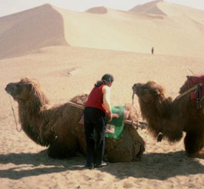 Guide with camels