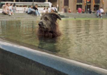 Dog in fountain