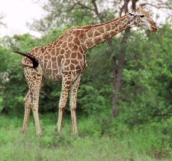giraffe