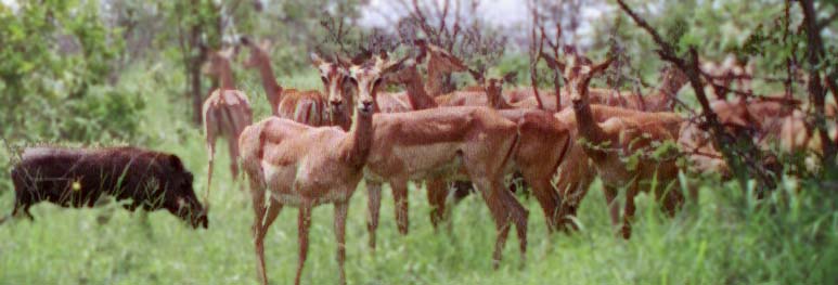 Impala and wild boar